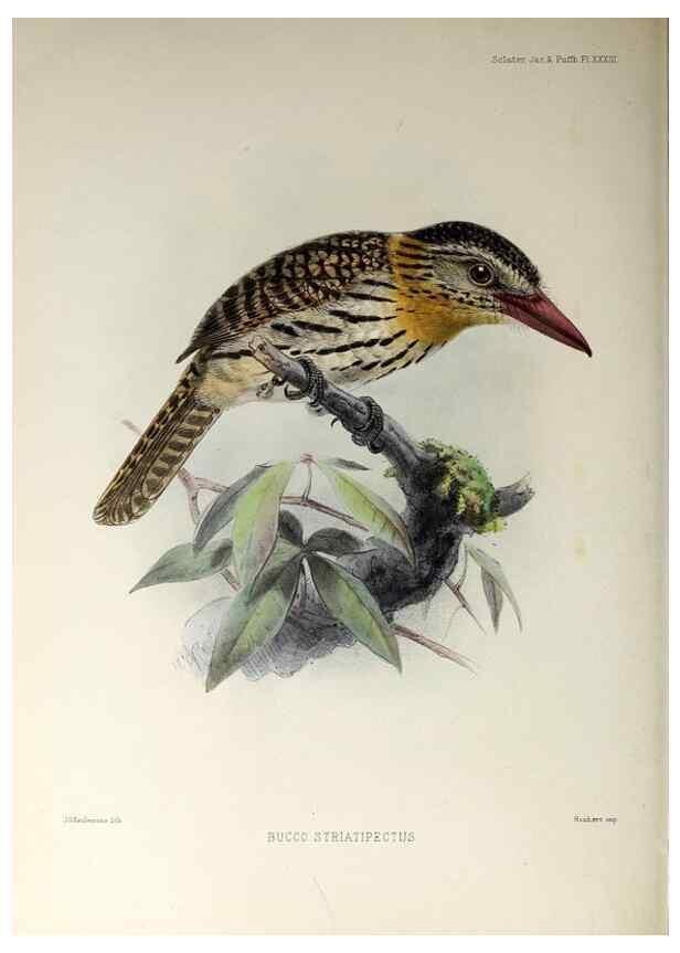 Reproducción/Reproduction 48706484563: A monograph of the jacamars and puff-birds, or families Galbulidæ and Bucconidæ.. London,Published for the author by R.H. Porter [etc.,1882]. 