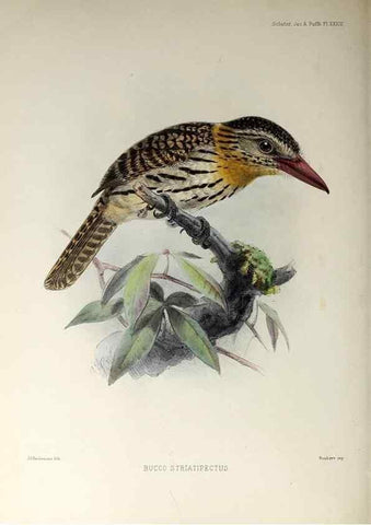 Reproducción/Reproduction 48706484563: A monograph of the jacamars and puff-birds, or families Galbulidæ and Bucconidæ.. London,Published for the author by R.H. Porter [etc.,1882]. 