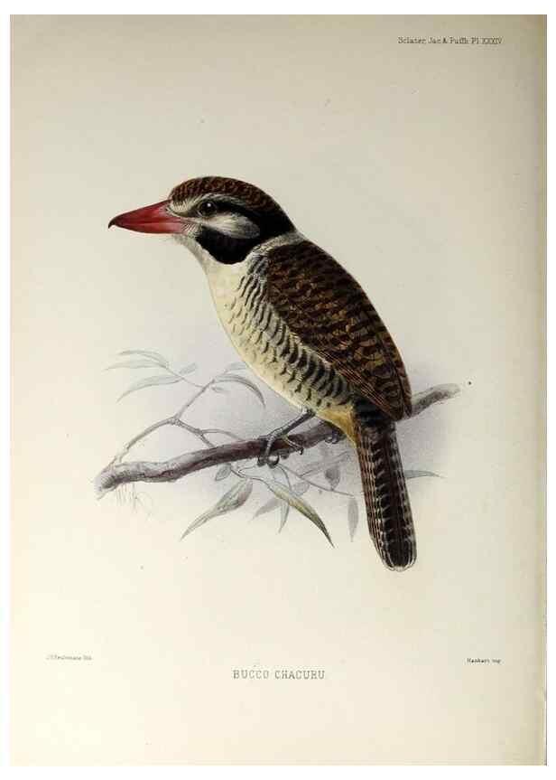 Reproducción/Reproduction 48706484853: A monograph of the jacamars and puff-birds, or families Galbulidæ and Bucconidæ.. London,Published for the author by R.H. Porter [etc.,1882]. 