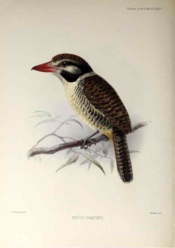 Reproducción/Reproduction 48706484853: A monograph of the jacamars and puff-birds, or families Galbulidæ and Bucconidæ.. London,Published for the author by R.H. Porter [etc.,1882]. 