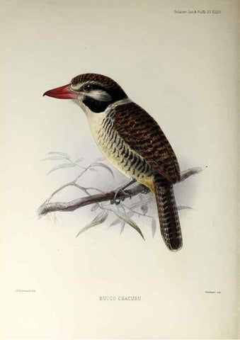 Reproducción/Reproduction 48706484853: A monograph of the jacamars and puff-birds, or families Galbulidæ and Bucconidæ.. London,Published for the author by R.H. Porter [etc.,1882]. 