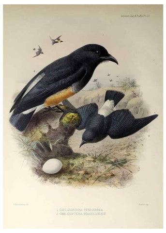 Reproducción/Reproduction 48706994507: A monograph of the jacamars and puff-birds, or families Galbulidæ and Bucconidæ.. London,Published for the author by R.H. Porter [etc.,1882]. 