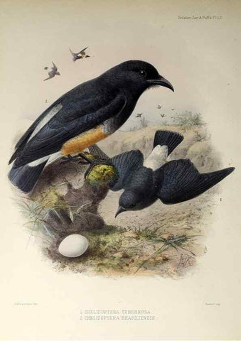 Reproducción/Reproduction 48706994507: A monograph of the jacamars and puff-birds, or families Galbulidæ and Bucconidæ.. London,Published for the author by R.H. Porter [etc.,1882]. 