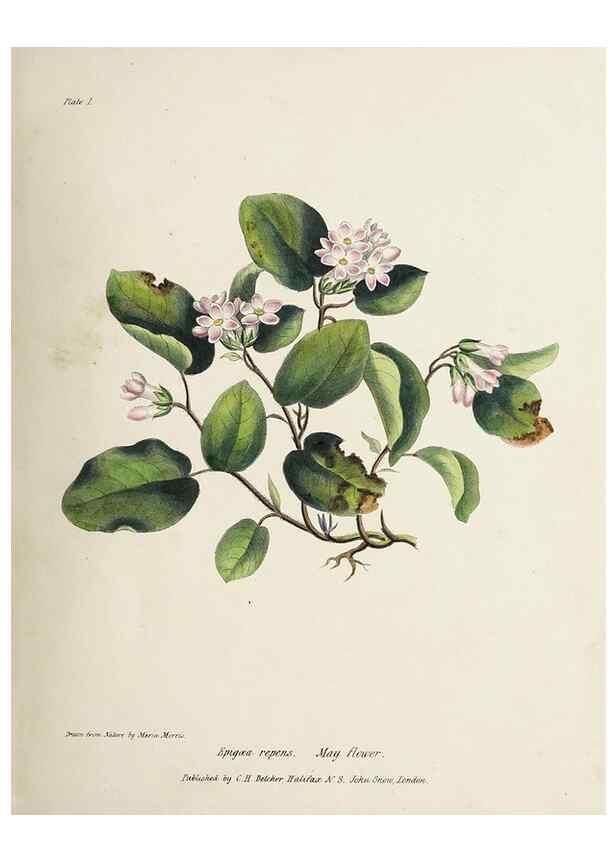 Reproducción/Reproduction 48711755063: [Wild flowers of Nova Scotia /. Halifax, N.S. :Published by C.H. Belcher, and J. Snow, London,1840-1853]. 