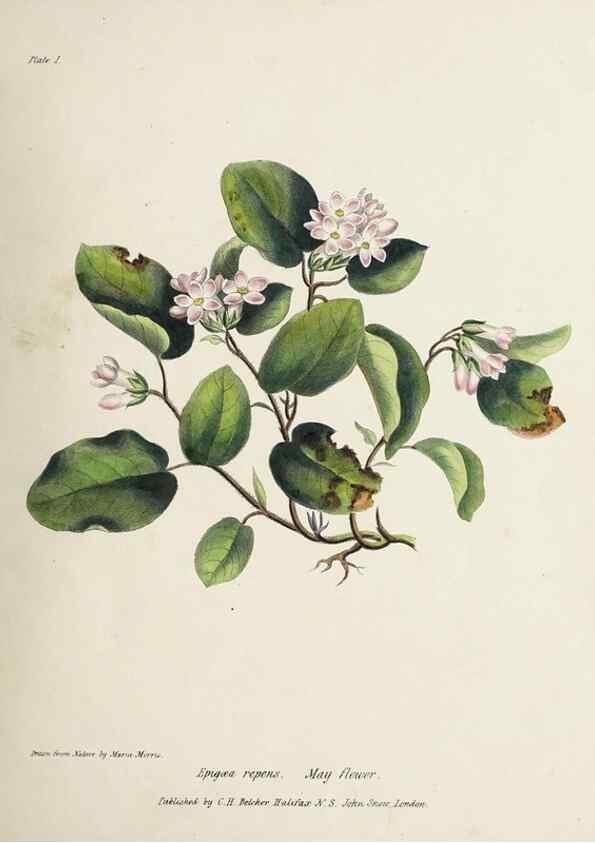 Reproducción/Reproduction 48711755063: [Wild flowers of Nova Scotia /. Halifax, N.S. :Published by C.H. Belcher, and J. Snow, London,1840-1853]. 