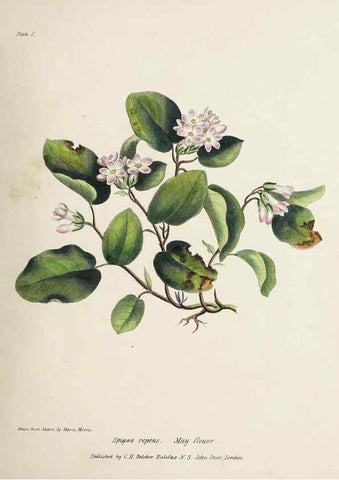 Reproducción/Reproduction 48711755063: [Wild flowers of Nova Scotia /. Halifax, N.S. :Published by C.H. Belcher, and J. Snow, London,1840-1853]. 