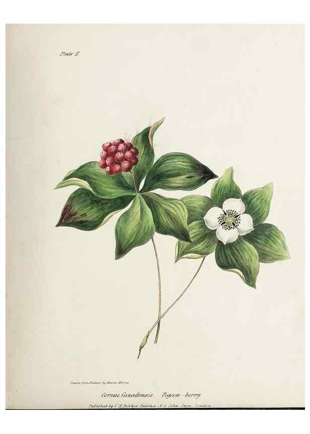 Reproducción/Reproduction 48712250957: [Wild flowers of Nova Scotia /. Halifax, N.S. :Published by C.H. Belcher, and J. Snow, London,1840-1853]. 