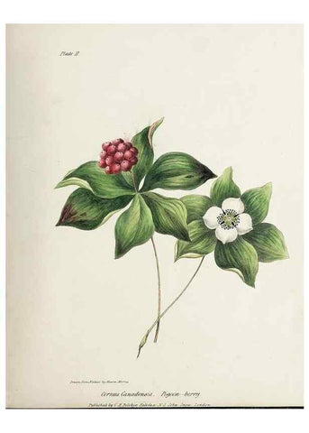 Reproducción/Reproduction 48712250957: [Wild flowers of Nova Scotia /. Halifax, N.S. :Published by C.H. Belcher, and J. Snow, London,1840-1853]. 