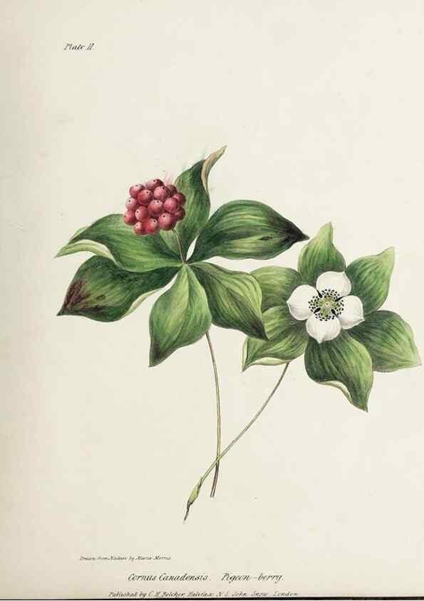 Reproducción/Reproduction 48712250957: [Wild flowers of Nova Scotia /. Halifax, N.S. :Published by C.H. Belcher, and J. Snow, London,1840-1853]. 