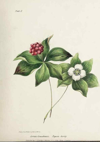 Reproducción/Reproduction 48712250957: [Wild flowers of Nova Scotia /. Halifax, N.S. :Published by C.H. Belcher, and J. Snow, London,1840-1853]. 