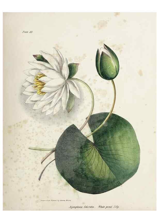Reproducción/Reproduction 48712251282: [Wild flowers of Nova Scotia /. Halifax, N.S. :Published by C.H. Belcher, and J. Snow, London,1840-1853]. 