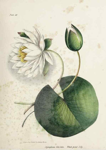 Reproducción/Reproduction 48712251282: [Wild flowers of Nova Scotia /. Halifax, N.S. :Published by C.H. Belcher, and J. Snow, London,1840-1853]. 