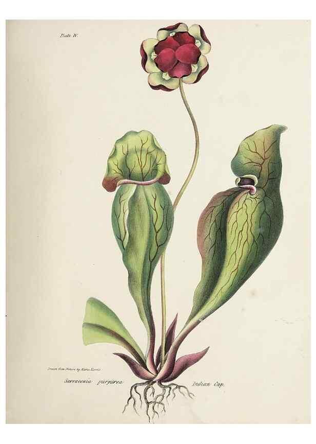 Reproducción/Reproduction 48711755988: [Wild flowers of Nova Scotia /. Halifax, N.S. :Published by C.H. Belcher, and J. Snow, London,1840-1853]. 