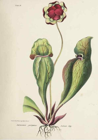 Reproducción/Reproduction 48711755988: [Wild flowers of Nova Scotia /. Halifax, N.S. :Published by C.H. Belcher, and J. Snow, London,1840-1853]. 