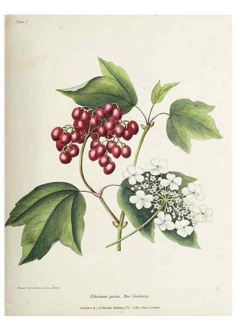 Reproducción/Reproduction 48712251847: [Wild flowers of Nova Scotia /. Halifax, N.S. :Published by C.H. Belcher, and J. Snow, London,1840-1853]. 