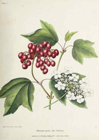 Reproducción/Reproduction 48712251847: [Wild flowers of Nova Scotia /. Halifax, N.S. :Published by C.H. Belcher, and J. Snow, London,1840-1853]. 