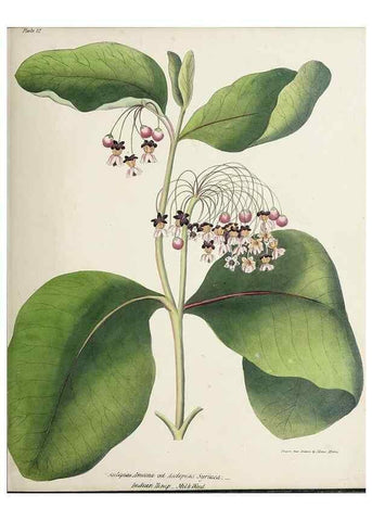 Reproducción/Reproduction 48711756638: [Wild flowers of Nova Scotia /. Halifax, N.S. :Published by C.H. Belcher, and J. Snow, London,1840-1853]. 