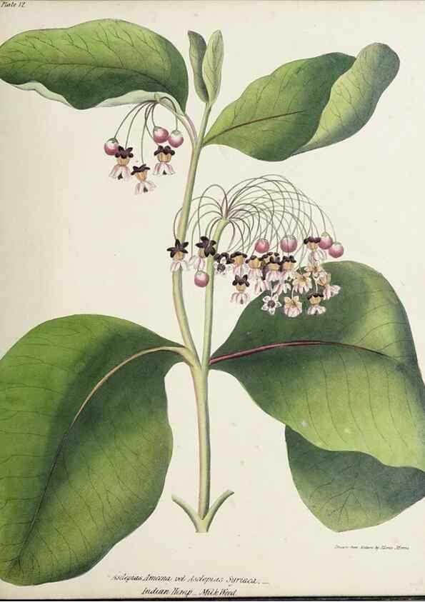 Reproducción/Reproduction 48711756638: [Wild flowers of Nova Scotia /. Halifax, N.S. :Published by C.H. Belcher, and J. Snow, London,1840-1853]. 