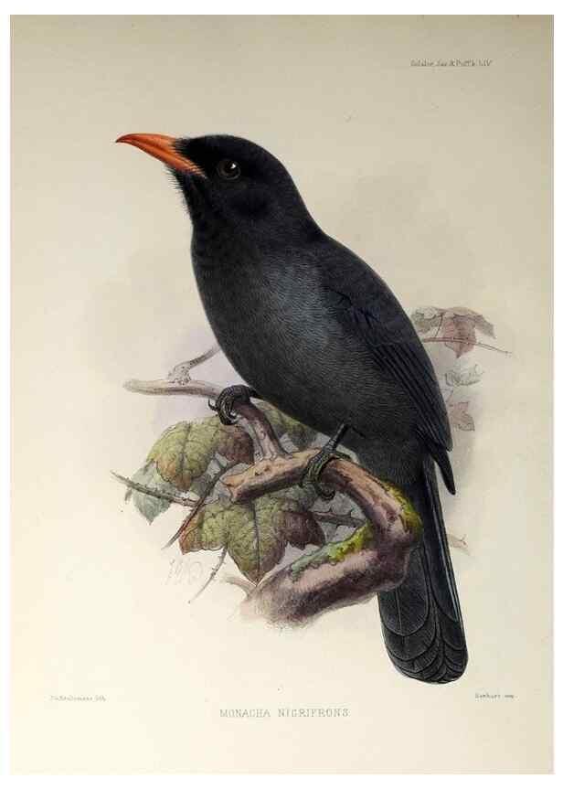Reproducción/Reproduction 48706994137: A monograph of the jacamars and puff-birds, or families Galbulidæ and Bucconidæ.. London,Published for the author by R.H. Porter [etc.,1882]. 