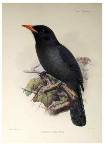 Reproducción/Reproduction 48706994137: A monograph of the jacamars and puff-birds, or families Galbulidæ and Bucconidæ.. London,Published for the author by R.H. Porter [etc.,1882]. 