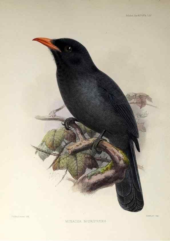 Reproducción/Reproduction 48706994137: A monograph of the jacamars and puff-birds, or families Galbulidæ and Bucconidæ.. London,Published for the author by R.H. Porter [etc.,1882]. 