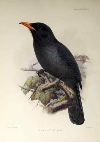 Reproducción/Reproduction 48706994137: A monograph of the jacamars and puff-birds, or families Galbulidæ and Bucconidæ.. London,Published for the author by R.H. Porter [etc.,1882]. 