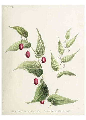 Reproducción/Reproduction 48712089451: [Wild flowers of Nova Scotia /. Halifax, N.S. :Published by C.H. Belcher, and J. Snow, London,1840-1853]. 