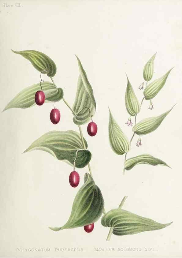 Reproducción/Reproduction 48712089451: [Wild flowers of Nova Scotia /. Halifax, N.S. :Published by C.H. Belcher, and J. Snow, London,1840-1853]. 