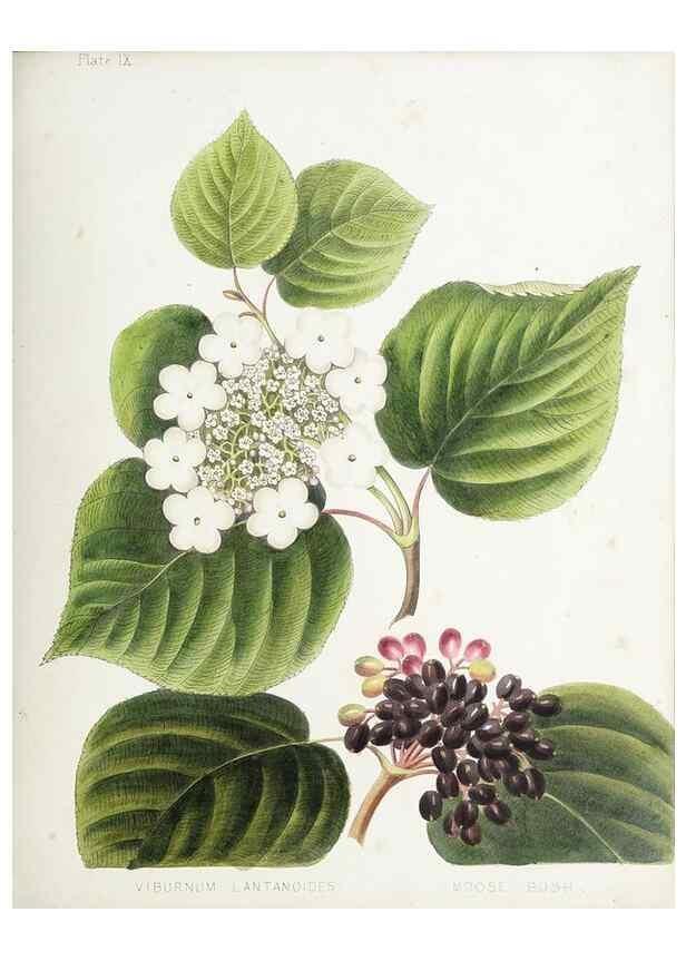 Reproducción/Reproduction 48712253302: [Wild flowers of Nova Scotia /. Halifax, N.S. :Published by C.H. Belcher, and J. Snow, London,1840-1853]. 