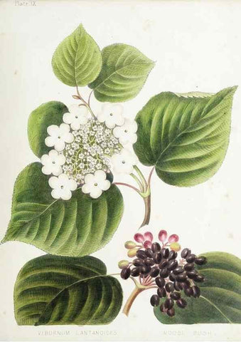 Reproducción/Reproduction 48712253302: [Wild flowers of Nova Scotia /. Halifax, N.S. :Published by C.H. Belcher, and J. Snow, London,1840-1853]. 