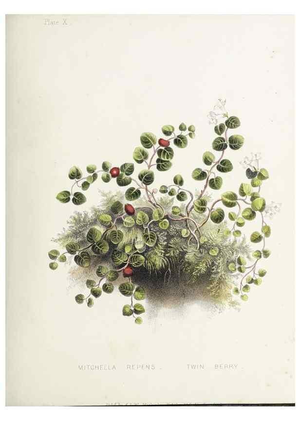 Reproducción/Reproduction 48712090451: [Wild flowers of Nova Scotia /. Halifax, N.S. :Published by C.H. Belcher, and J. Snow, London,1840-1853]. 