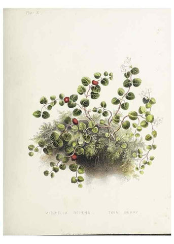 Reproducción/Reproduction 48712090451: [Wild flowers of Nova Scotia /. Halifax, N.S. :Published by C.H. Belcher, and J. Snow, London,1840-1853]. 