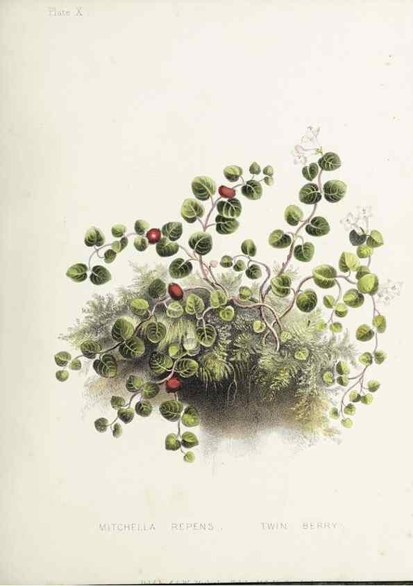 Reproducción/Reproduction 48712090451: [Wild flowers of Nova Scotia /. Halifax, N.S. :Published by C.H. Belcher, and J. Snow, London,1840-1853]. 