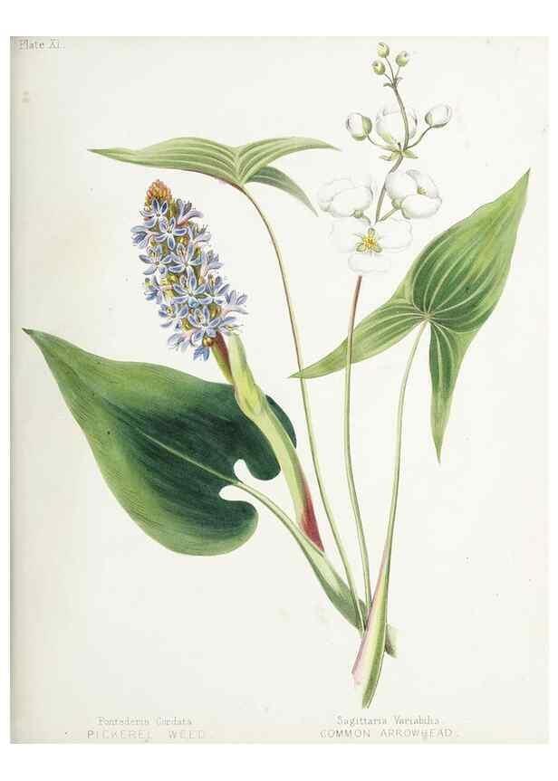 Reproducción/Reproduction 48711758308: [Wild flowers of Nova Scotia /. Halifax, N.S. :Published by C.H. Belcher, and J. Snow, London,1840-1853]. 