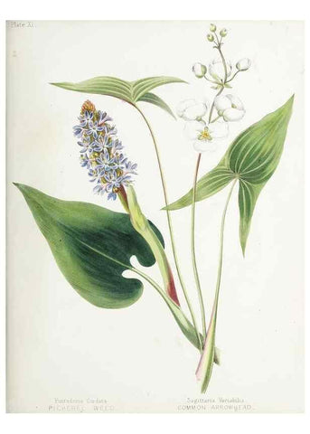 Reproducción/Reproduction 48711758308: [Wild flowers of Nova Scotia /. Halifax, N.S. :Published by C.H. Belcher, and J. Snow, London,1840-1853]. 