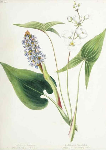 Reproducción/Reproduction 48711758308: [Wild flowers of Nova Scotia /. Halifax, N.S. :Published by C.H. Belcher, and J. Snow, London,1840-1853]. 