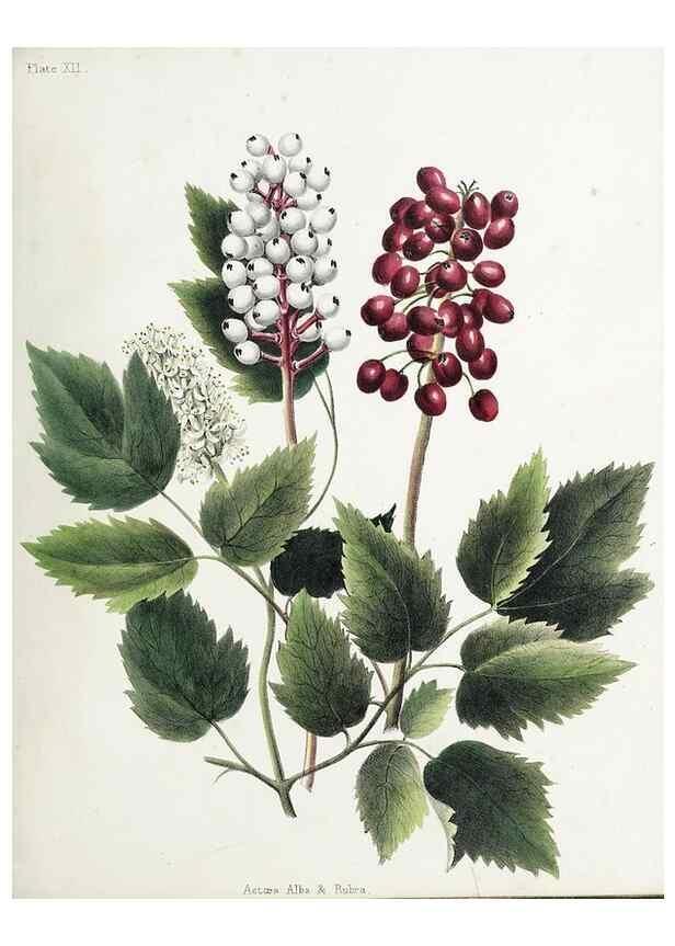Reproducción/Reproduction 48712091186: [Wild flowers of Nova Scotia /. Halifax, N.S. :Published by C.H. Belcher, and J. Snow, London,1840-1853]. 