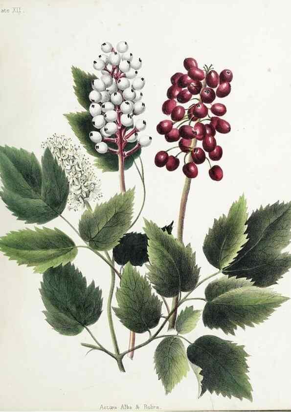 Reproducción/Reproduction 48712091186: [Wild flowers of Nova Scotia /. Halifax, N.S. :Published by C.H. Belcher, and J. Snow, London,1840-1853]. 