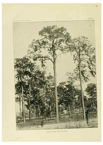 Reproducción/Reproduction 48716289528: The timber pines of the southern United States,. Washington,Govt. Print. Off.,1896.. 