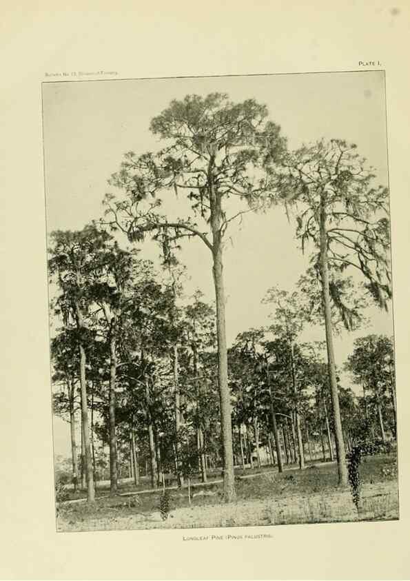 Reproducción/Reproduction 48716289528: The timber pines of the southern United States,. Washington,Govt. Print. Off.,1896.. 