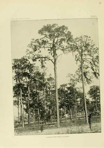 Reproducción/Reproduction 48716289528: The timber pines of the southern United States,. Washington,Govt. Print. Off.,1896.. 