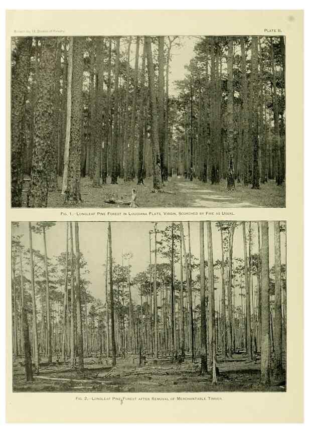 Reproducción/Reproduction 48716620826: The timber pines of the southern United States,. Washington,Govt. Print. Off.,1896.. 