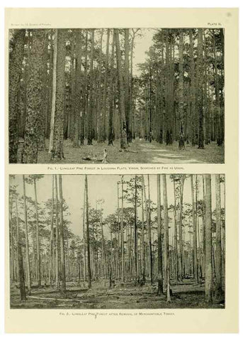 Reproducción/Reproduction 48716620826: The timber pines of the southern United States,. Washington,Govt. Print. Off.,1896.. 