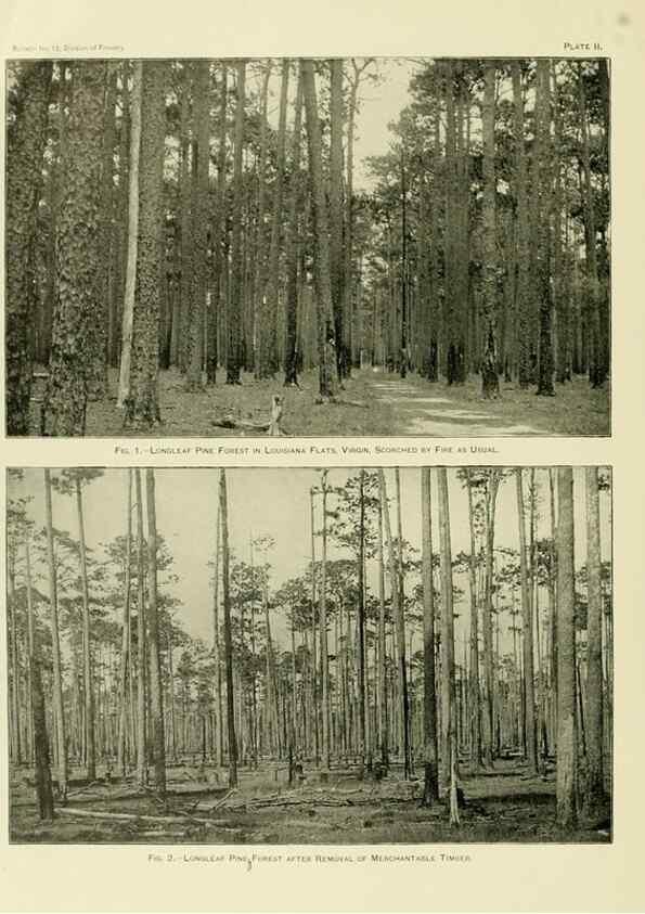 Reproducción/Reproduction 48716620826: The timber pines of the southern United States,. Washington,Govt. Print. Off.,1896.. 