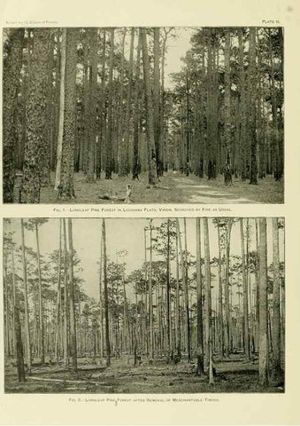 Reproducción/Reproduction 48716620826: The timber pines of the southern United States,. Washington,Govt. Print. Off.,1896.. 