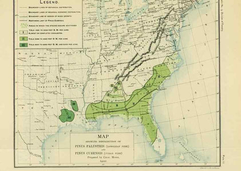 Reproducción/Reproduction 48716290083: The timber pines of the southern United States,. Washington,Govt. Print. Off.,1896.. 