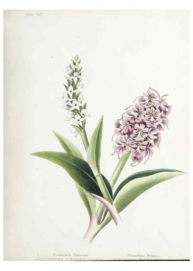 Reproducción/Reproduction 48712089711: [Wild flowers of Nova Scotia /. Halifax, N.S. :Published by C.H. Belcher, and J. Snow, London,1840-1853]. 
