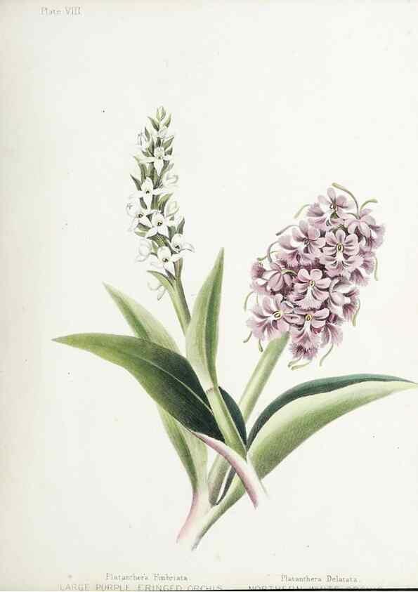 Reproducción/Reproduction 48712089711: [Wild flowers of Nova Scotia /. Halifax, N.S. :Published by C.H. Belcher, and J. Snow, London,1840-1853]. 
