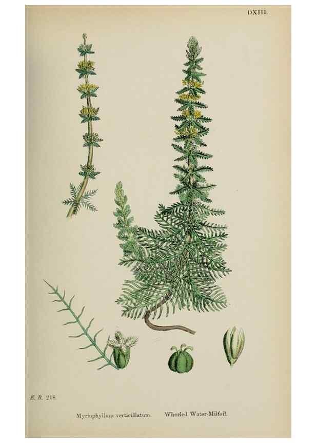 Reproducción/Reproduction 48717384941: English botany, or, Coloured figures of British plants /. London :R. Hardwicke,1863-1886.. 