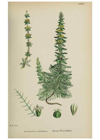 Reproducción/Reproduction 48717384941: English botany, or, Coloured figures of British plants /. London :R. Hardwicke,1863-1886.. 